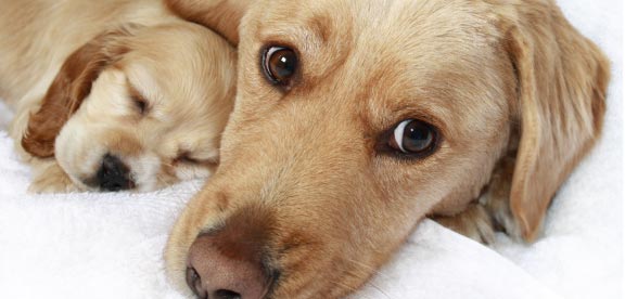 probiotics safe for puppies