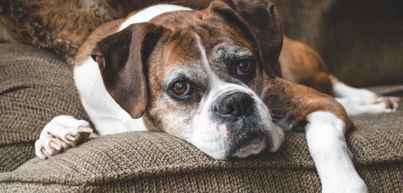 7 Signs Your Dog Needs Probiotics and Enzymes | Probiotics for Dogs